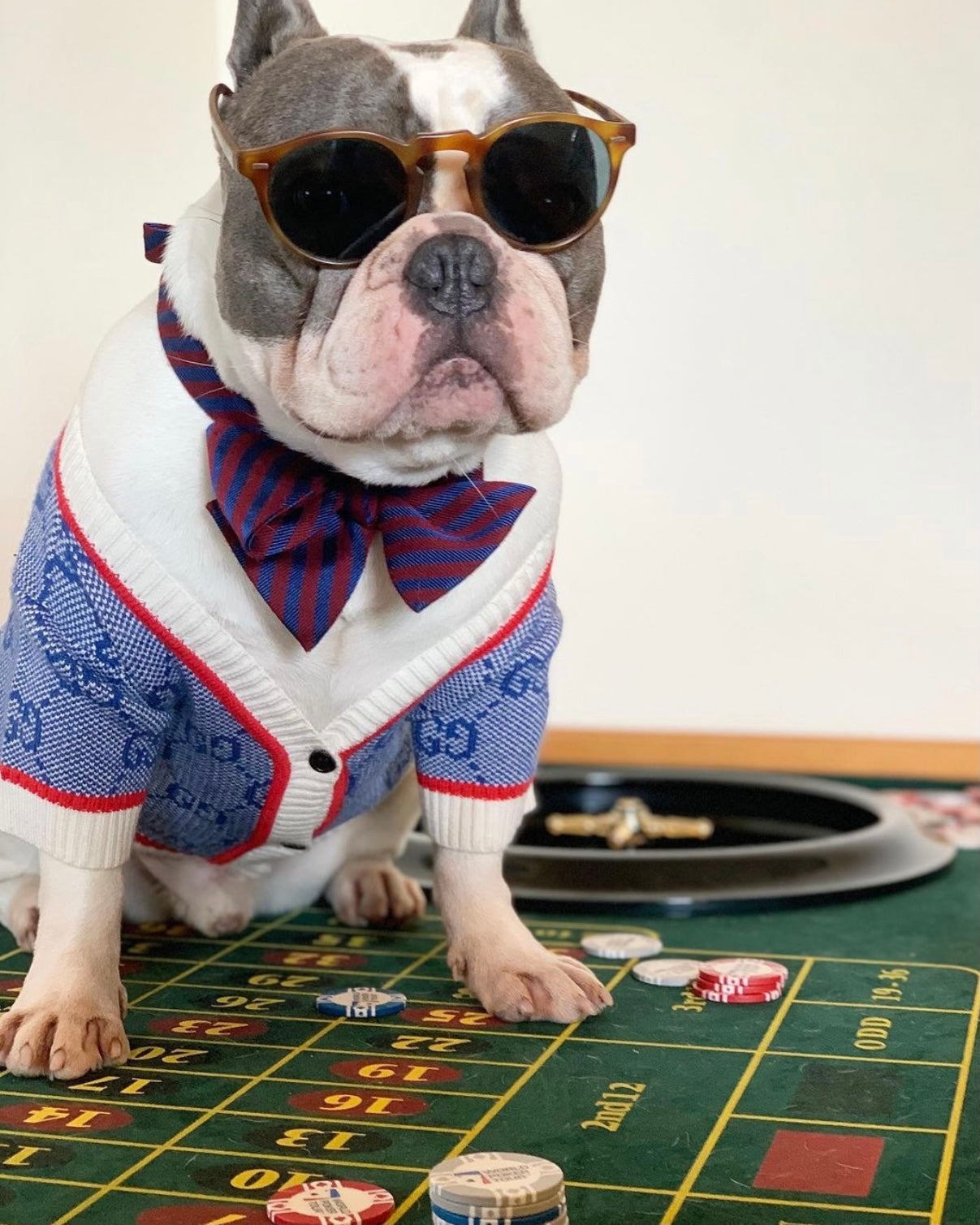 Wool Dog Cardigan