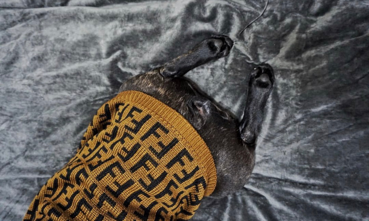 Pendi Chic Canine Sweater Collection