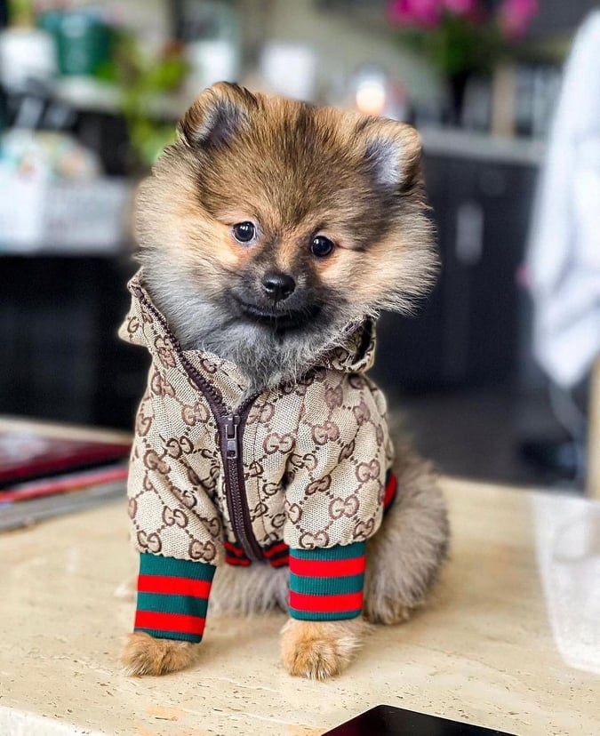 Dog Hooded Jacket